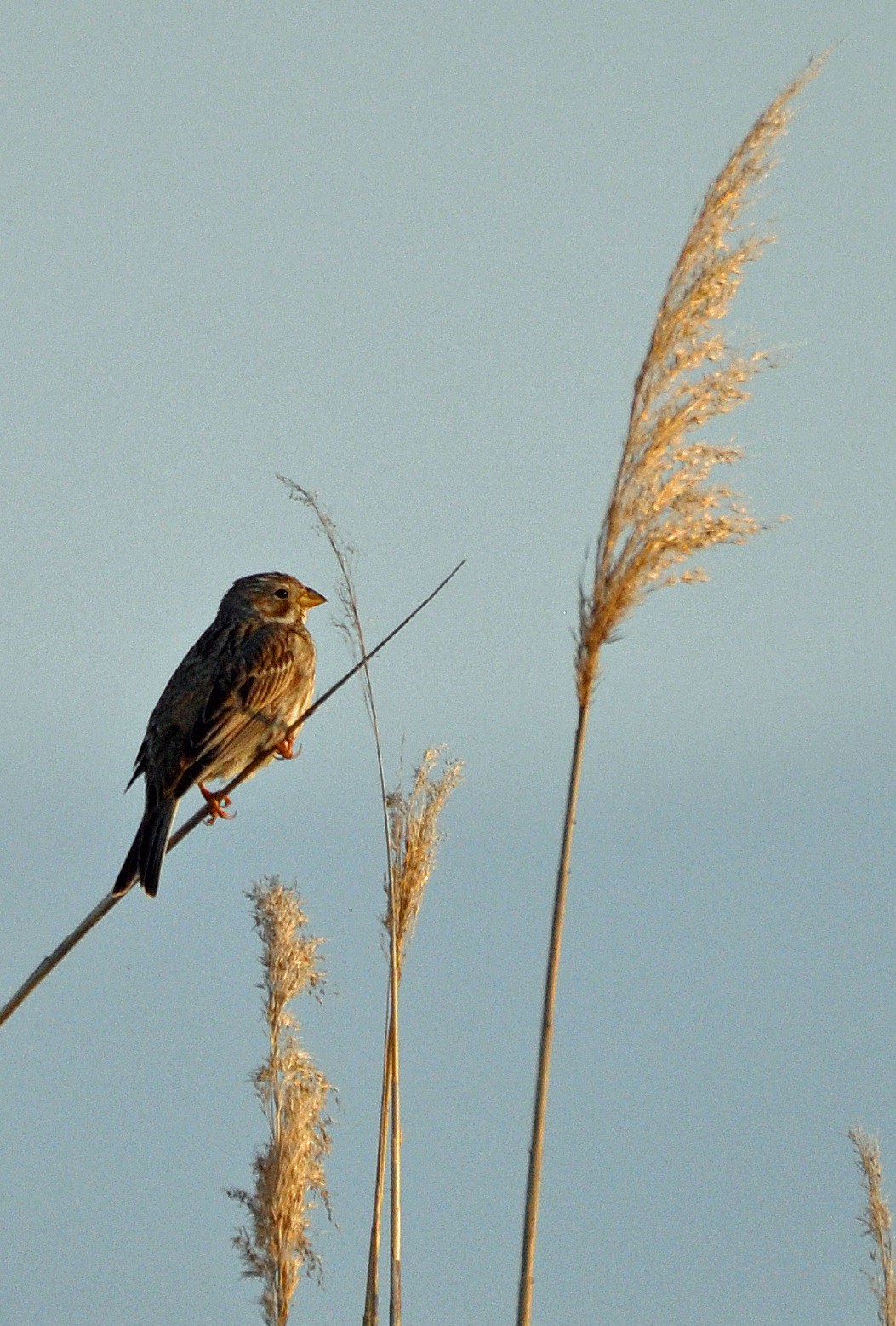 Countdown to the Big Farmland Bird Count | The Exeter Daily